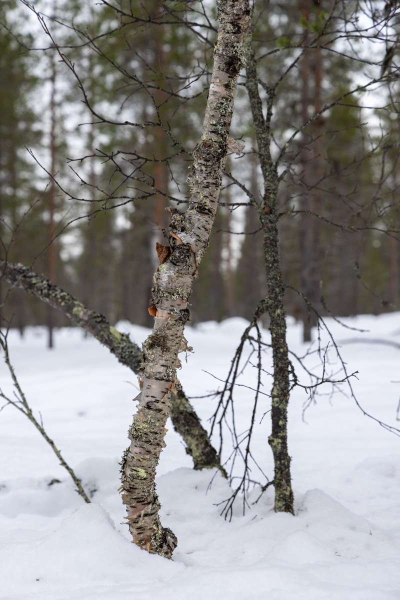 Lapland 1